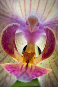 Orchid looks like Holy Spirit